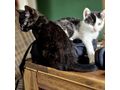 Babykatze OREO Die schwarz wei�e Sch�nheit - Mischlingskatzen - Bild 5