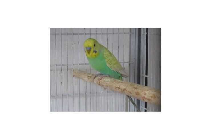 Handzahme Wellensittich Hand gef�ttert - Sittiche - Bild 1