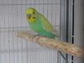 Handzahme Wellensittich Hand gef�ttert - Sittiche - Bild 1