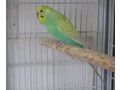Handzahme Wellensittich Hand gef�ttert - Sittiche - Bild 2