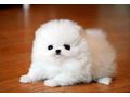 Mini Pomeranian Zwergspitz welpen - Rassehunde - Bild 1
