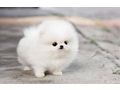 Mini Pomeranian Zwergspitz welpen - Rassehunde - Bild 2
