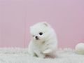Mini Pomeranian Zwergspitz welpen - Rassehunde - Bild 3