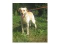 Loro freut SIE - Mischlingshunde - Bild 1