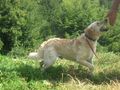 Loro freut SIE - Mischlingshunde - Bild 2