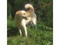 Loro freut SIE - Mischlingshunde - Bild 3