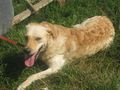 Loro freut SIE - Mischlingshunde - Bild 4