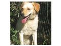 Loro freut SIE - Mischlingshunde - Bild 5