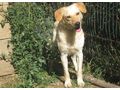 Loro freut SIE - Mischlingshunde - Bild 6