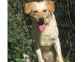 Loro freut SIE - Mischlingshunde - Bild 7