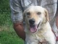 Loro freut SIE - Mischlingshunde - Bild 8