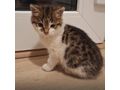 Babykater Zuhause - Mischlingskatzen - Bild 7