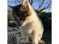 Babykater Zuhause - Mischlingskatzen - Bild 11