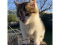 Babykater Zuhause - Mischlingskatzen - Bild 12