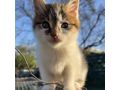 Babykater Zuhause - Mischlingskatzen - Bild 5