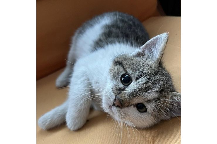 Babykatze liebevolles Zuhause - Mischlingskatzen - Bild 1