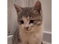 Babykatze liebevolles Zuhause - Mischlingskatzen - Bild 4