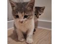 Babykatze liebevolles Zuhause - Mischlingskatzen - Bild 5