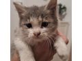 Babykatze liebevolles Zuhause - Mischlingskatzen - Bild 6