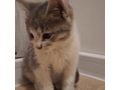 Babykatze liebevolles Zuhause - Mischlingskatzen - Bild 7