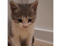 Babykatze liebevolles Zuhause - Mischlingskatzen - Bild 8