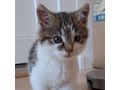 Babykatze liebevolles Zuhause - Mischlingskatzen - Bild 3