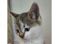 Babykatze liebevolles Zuhause - Mischlingskatzen - Bild 2