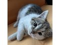 Babykatze liebevolles Zuhause - Mischlingskatzen - Bild 1
