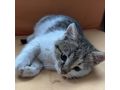 Babykatze liebevolles Zuhause - Mischlingskatzen - Bild 9