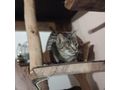 SARABI Zuhause Einzelkatze - Mischlingskatzen - Bild 3