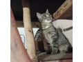 SARABI Zuhause Einzelkatze - Mischlingskatzen - Bild 4