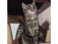 SARABI Zuhause Einzelkatze - Mischlingskatzen - Bild 1