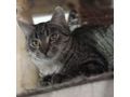 SARABI Zuhause Einzelkatze - Mischlingskatzen - Bild 2