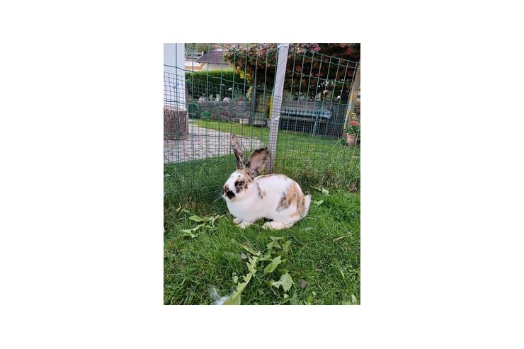 Hasenmandl - Kaninchen & Hasen - Bild 1