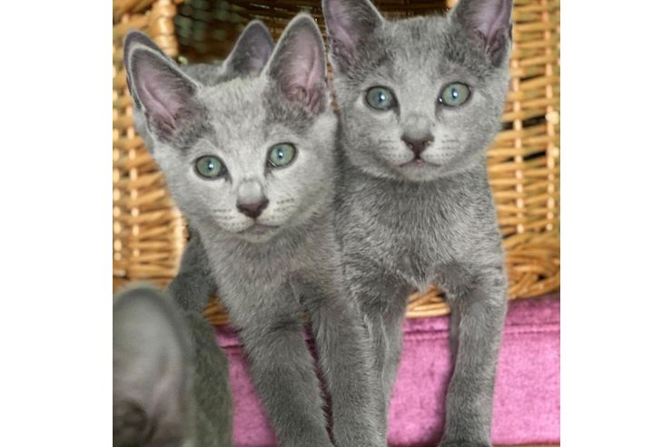 Russisch Blau Katze stehen Verkauf - Mischlingskatzen - Bild 1