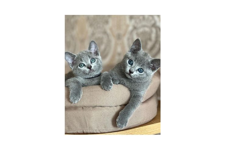 Entz�ckende Russisch Blau Katze - Mischlingskatzen - Bild 1