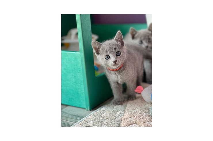Gesunde Russisch Blau Katze - Mischlingskatzen - Bild 1