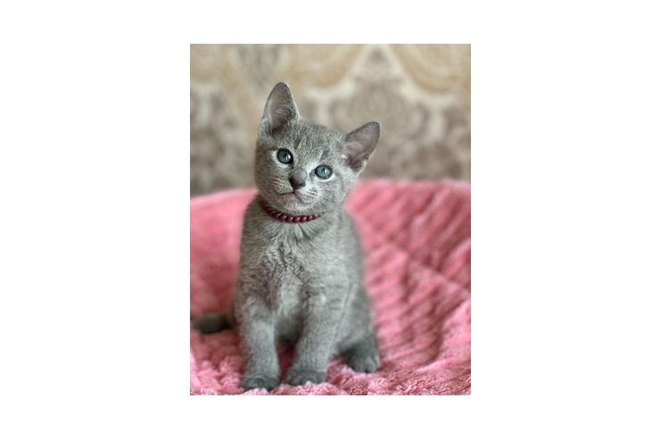 S��e Russisch Blau Katze - Mischlingskatzen - Bild 1