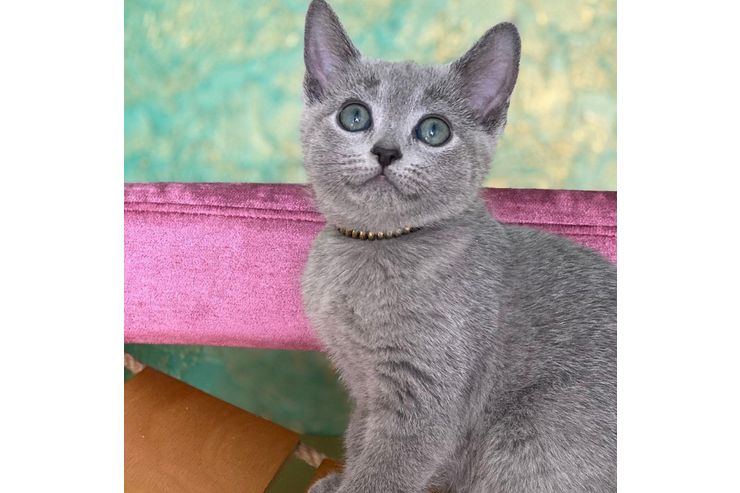 Wundersch�ne Russisch Blau Katze - Mischlingskatzen - Bild 1