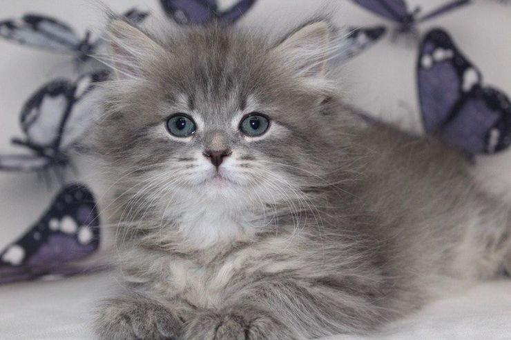 Wundersch�ne Ragdoll Katzen - Rassekatzen - Bild 1