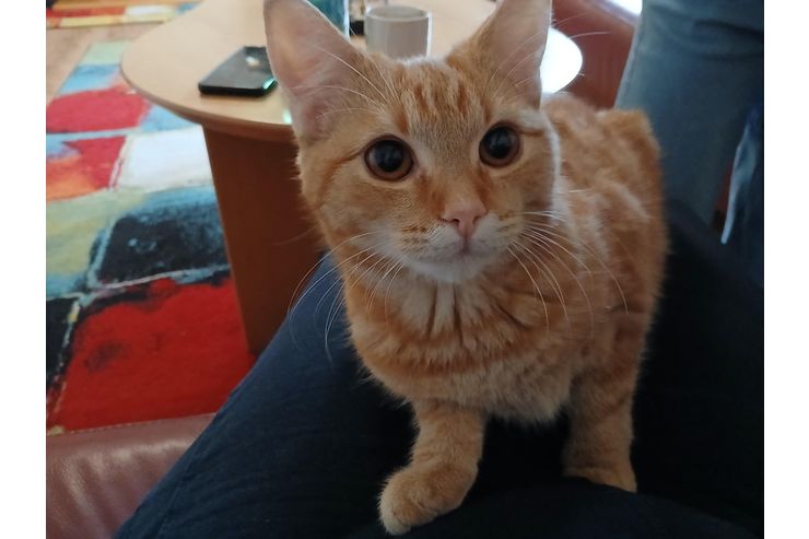 Katze 6 Monaten verschenken - Mischlingskatzen - Bild 1