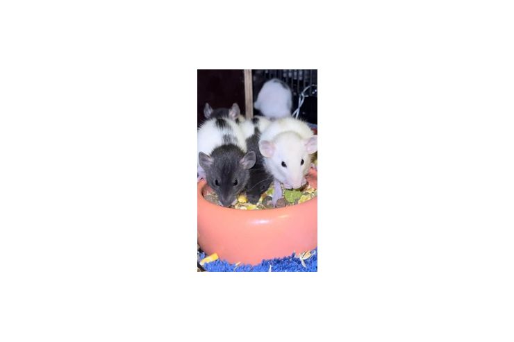 Frabratten - M�use & Ratten - Bild 1