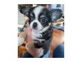 S��e Chihuahua Welpen - Rassehunde - Bild 1