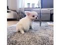 S��e Chihuahua Welpen - Rassehunde - Bild 2