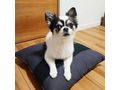 S��e Chihuahua Welpen - Rassehunde - Bild 3