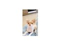S��e Chihuahua Welpen - Rassehunde - Bild 4