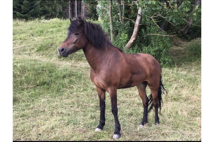 Wundersch�ne Islandstute fein reiten - Ponys & Esel - Bild 1