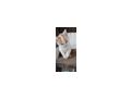 S��e Babykatzen - Mischlingskatzen - Bild 3