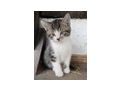 S��e Babykatzen - Mischlingskatzen - Bild 1