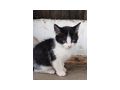 S��e Babykatzen - Mischlingskatzen - Bild 2